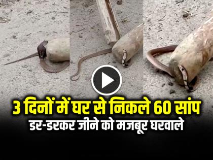 More Than 60 Snakes found in a House in 3 days video goes viral | 3 दिनों में घर से निकले 60 सांप, डर-डरकर जीने को मजबूर घरवाले, देखें वीडियो More Than 60 Snakes found in a House in 3 days video goes viral | 3 दिनों में घर से निकले 60 सांप, डर-डरकर जीने को मजबूर घरवाले, देखें वीडियो