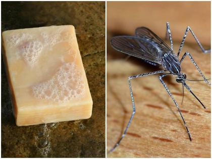 Mosquitoes attracted to you by the scent of your soap Know what was revealed in study | आपके साबुन की खुशबू से आपकी ओर आकर्षित हो रहे है मच्छर! कहीं इस वजह से तो नहीं बन रहे आप इनका शिकार?, जानें स्टडी में क्या हुआ खुलासा Mosquitoes attracted to you by the scent of your soap Know what was revealed in study | आपके साबुन की खुशबू से आपकी ओर आकर्षित हो रहे है मच्छर! कहीं इस वजह से तो नहीं बन रहे आप इनका शिकार?, जानें स्टडी में क्या हुआ खुलासा