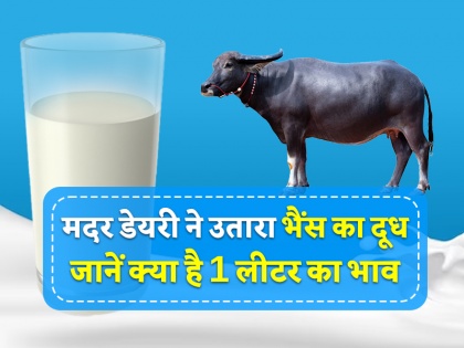 Mother Dairy launches buffalo milk in Delhi-NCR at rupees 70 per litre | मदर डेयरी ने उतारा दिल्ली-NCR में भैंस का दूध, जानें क्या है 1 लीटर का भाव