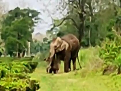 mother elephant carried dead child trunk Redbank Tea Estate garden walked 7 kilometers Binnaguri wildlife video viral west bengal jalpaiguri | Video: मरे हुए बच्चे को हथिनी अपने सूंड में उठाकर चली 7 किलोमीटर, वीडियो देख लोग रह गए दंग