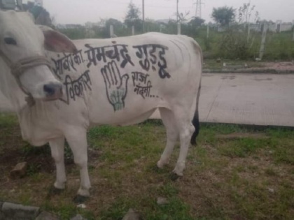 BJP angry at Congress for throwing election advertisements on cow's body, said-extremely shameful | गाय के शरीर पर चुनावी विज्ञापन उकेरे जाने को लेकर कांग्रेस पर भड़की भाजपा, कहा-बेहद शर्मनाक