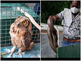 Madhya Pradesh: STF arrested 10 wildlife smugglers, including 4 women, for selling 6.5 kg red sand boa snake and golden owl | मध्य प्रदेश: STF ने दबोचे 4 महिलाओं सहित 10 वन्यजीव तस्कर, बेचने की फिराक में थे 6.5 किलो का रेड सेंड बोआ सांप ओर गोल्डन उल्लू