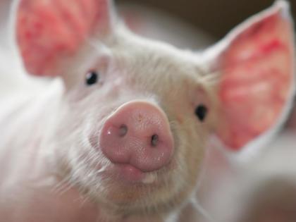 Philippines Confirms African Swine Fever Caused Pig Deaths | फिलीपीन ने अफ्रीकी ‘स्वाइन फीवर’ की पुष्टि की, 7000 सुअरों को मारा गया Philippines Confirms African Swine Fever Caused Pig Deaths | फिलीपीन ने अफ्रीकी ‘स्वाइन फीवर’ की पुष्टि की, 7000 सुअरों को मारा गया