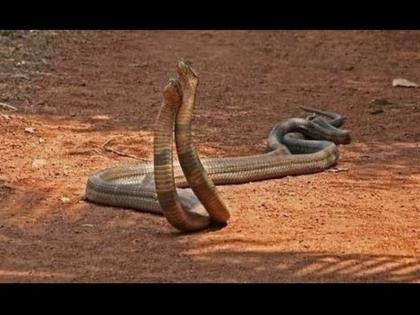 chandigarh sawan 2018 nagin revenge for naag death | नाग की मौत का नागिन ने यूं लिया बदला, जानें क्या है पूरा मामला ? chandigarh sawan 2018 nagin revenge for naag death | नाग की मौत का नागिन ने यूं लिया बदला, जानें क्या है पूरा मामला ?