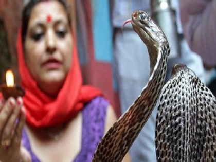 Nag Panchami 2019 village of Maharashtra Shetpal where snake are treated as pets and move freely | Nag Panchami 2019: 'सांपों का एक गांव' जहां घरों में साथ-साथ रहते हैं कोबरा और आम लोग