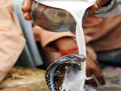 Nag Panchami 2020 does snakes drink milk truth and myth about it know what science says | नाग पंचमी पर सांप को दूध पिलाना चाहिए? दूध पीकर मर जाता है सांप! जानें सच्चाई