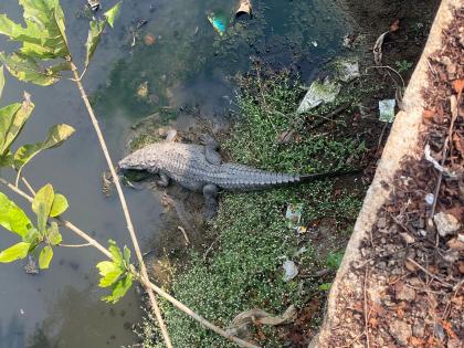 nagpur Crocodiles Nag river Kolhapur team rescue relief residents investigation released cctv | नाग नदी में मगरमच्छ, कोल्हापुर की टीम ने ऐसे किया रेस्क्यू, वन विभाग ने परिसर में लगा दिए थे सीसीटीवी कैमरे