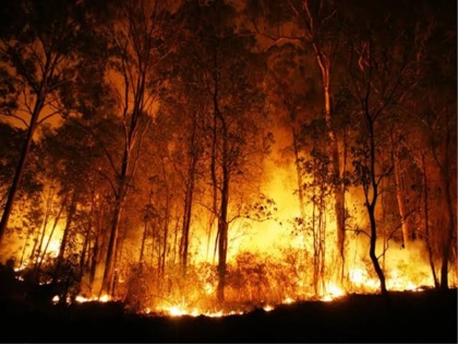 India reported over 75,000 forest fires in April; Odisha worst hit | अप्रैल में भारत में जंगल में आग लगने की 75,000 से अधिक घटनाएं दर्ज; ओडिशा सबसे ज्यादा प्रभावित