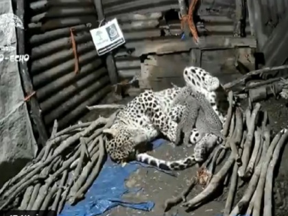 Video: leopard gave birth to four cubs inside a hut in Igatpuri area of Nashik, Video goes Viral | Video: एक झोपड़ी में मादा तेंदुए ने दिया 4 नन्हे शावकों को जन्म, सोशल मीडिया पर वायरल हुआ वायरल, बार बार देख रहे हैं लोग