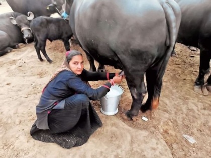 62-year-old woman starts dairy business, now sells more than 1 crore milk annually | 62 वर्षीय महिला ने शुरू किया डेयरी का बिजनेस, अब सलाना बेचती है 1 करोड़ रुपये से अधिक का दूध