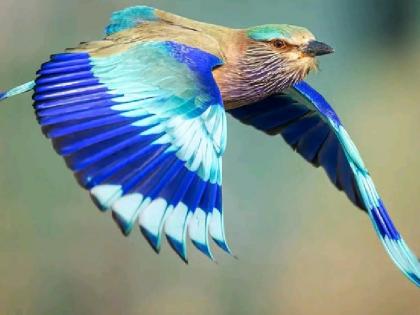 Dussehra 2025 Why is seeing Neelkanth bird on Dussehra considered auspicious Learn about belief | Dussehra 2025: क्यों दशहरा के दिन नीलकंठ पक्षी को देखना माना जाता है शुभ? जानिए क्या है मान्यता