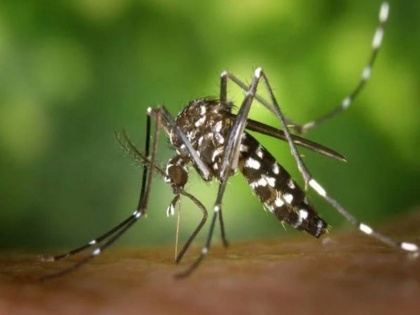 New CRISPR-based system can eliminate malaria-causing mosquitoes Learn about it | नई CRISPR आधारित सिस्टम से मलेरिया फैलाने वाले मच्छर हो सकते है खत्म! जानें तकनीक के बारे में