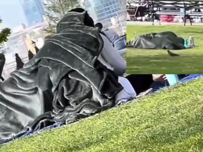 Watch new york couple sex in blanket in park people got angry as soon as the video went viral | Watch: न्यूयॉर्क के पार्क में कपल ने ब्लैंकेट ओढ़ की ऐसी हरकत, वीडियो वायरल होते ही फूटा लोगों का गुस्सा