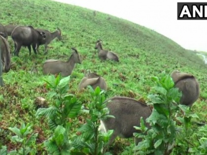in Kerala Idukki Eravikulam National Park reopens for the public loss of approx Rs 4 crores due covid 19 | एरविकुलम राष्ट्रीय उद्यान को फिर से खोला, कोरोना के कारण बंद, चार करोड़ का नुकसान