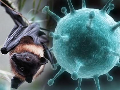 Kerala boy, 14, dies day after testing positive for Nipah virus | केरल में निपाह वायरस से संक्रमित पाए जाने के एक दिन बाद 14 वर्षीय लड़के की मौत