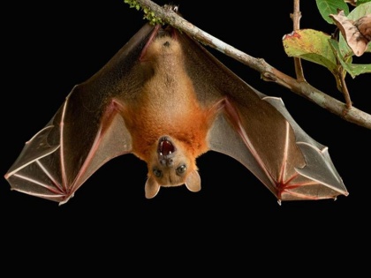 Big revelation in Nipah Virus, It's not caused through Bats this is the reason behind it's spread | रिपोर्ट में खुलासा, चमगादड़ से नहीं फैलता निपाह वायरस, यह है सही वजह