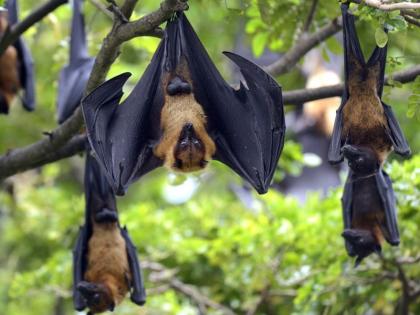 Nipah virus Alert: 15 bats found dead in a government school in Himachal Pradesh's Nahan | हिमाचल प्रदेश पहुंचा निपाह वायरस का खौफ, मरे मिले दर्जनों चमगादड़