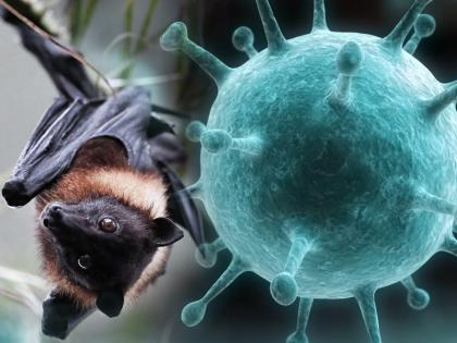 Kerala Health Minister KK Shailaja confirms a positive case of Nipah virus | केरल में दोबारा लौटा निपाह वायरस, एक मरीज पाया गया पॉजिटिव 
