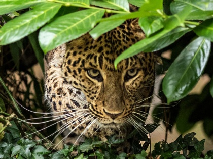 North China leopards once edge extinction spotted again in their traditional mountainous habitats near Beijing | विलुप्त होने की कगार पर पहुंचे ‘नॉर्थ चाइना’ तेंदुए दो दशक बाद बीजिंग में दिखे