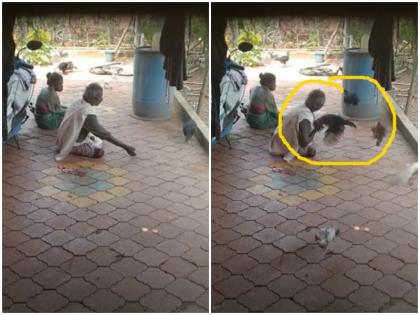 old man steal chicken with lightning speed viral video surprised social media users | देखें: पलक झपकते ही बुजर्ग ने ऐसी चुराई मुर्गी, चोरी का वीडियो देख आप भी हो जाएंगे हैरान
