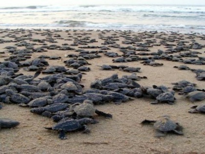 Pledge to provide protection after seeing thousands of dead turtles, Bichitrananda Biswal has saved millions of Ridley turtles in last 30 years | हजारों मृत कछुए देखकर लिया संरक्षण देने का प्रण, पिछले 30 बरस में लाखों रिडले कछुओं को बचा चुके हैं बिचित्रनंद बिस्वाल
