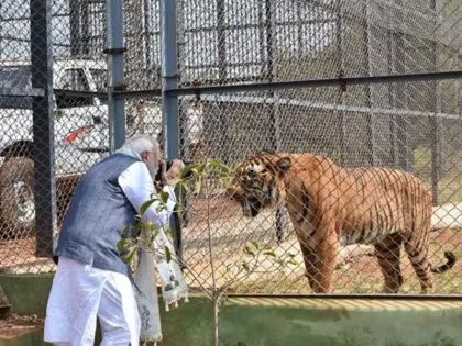 On completion of 50 years Project Tiger PM Modi will release tiger census data tomorrow will start IBCA | ‘प्रोजेक्ट टाइगर’ के 50 साल पूरे होने पर पीएम मोदी कल जारी करेंगे बाघों की गणना के आंकड़े, करेंगे आईबीसीए की शुरुआत