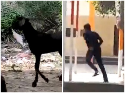 goat chewing government file in kanpur employee ran after goat watch video | कानपुर में बकरी ले भागी सरकारी फाइल, फाइल चबाती बकरी के पीछे दौड़ा सरकारी कर्मचारी, देखें वीडियो