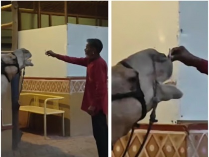 VIDEO: Man forces camel to smoke cigarette at a Rajasthani themed restaurant | VIDEO: राजस्थानी थीम वाले एक रेस्तरां में आदमी ने ऊंट को सिगरेट पीने के लिए मजबूर किया