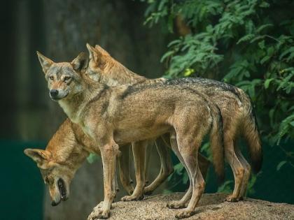 Operation Bhediya Wolf After Bahraich wolves terrorize Khandwa attacked injured 5 members a family raising noise neighbors others arrived and chased them away | Operation Bhediya: बहराइच के बाद खंडवा में भेड़िये आतंक, हमला कर एक परिवार के 5 सदस्यों को किया घायल, शोर मचाने के बाद पड़ोसी और अन्य लोग पहुंचे और भगाया