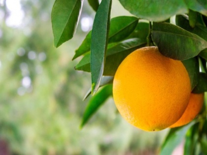 Weight Loss Tips in Hindi: how to use orange for weight loss fast | तेजी से वजन कम करने के लिए ऐसे खाएं संतरा