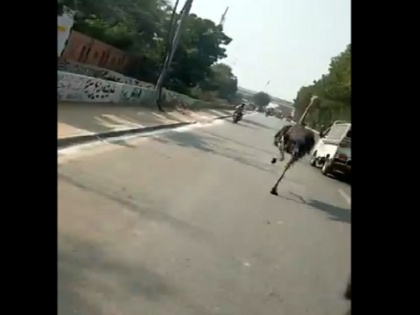 Pakistan Karachi viral video where ostrich escaped from zoo and runs on busy street | पाकिस्तान: कराची में सड़क पर जब अचानक ट्रैफिक के बीच दौड़ता नजर आया एक बड़ा शुतुरमुर्ग, जानिए पूरा वाकया