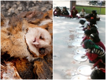 bihar Supaul villagers did owls Funeral cremation viral news | यहां उल्लू का विधि-विधान से किया गया अंतिम संस्कार, पूरे गांव ने इस तरह मनाया शोक