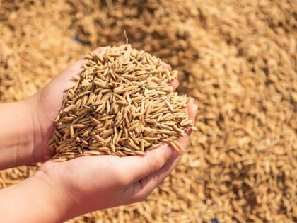 Paddy-rice purchase scam Just fodder scam 86000 tons paddy transported rice mills scooter, auto and car | धान-चावल खरीद घोटालाः चारा घोटाले की तरह ही स्कूटर, ऑटो और कार से 86000 एमटी धान राइस मिल तक पहुंचाए