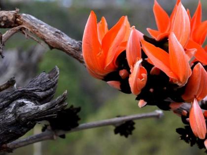 Palash Health Benefits in Hindi: 10 amazing health benefits of Palash or Sacred Tree in Hindi | पलाश पौधे के फायदे : मोतियाबिंद, गठिया, खून के रोग जैसी 10 बीमारियों में सहायक है पलाश का पौधा, जानें कैसे करें इस्तेमाल