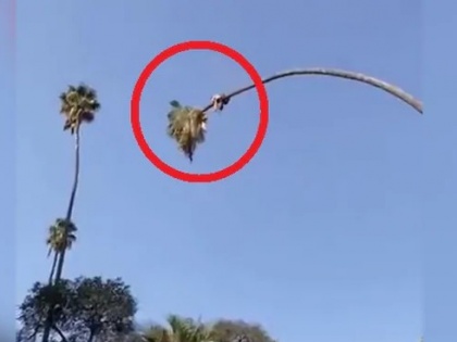 Sitting on a palm tree, the person started cutting it, then something like this happened | ताड़ के पेड़ पर बैठकर शख्स उसे ही काटने लगा, फिर हुआ कुछ ऐसा, देखें वायरल वीडियो