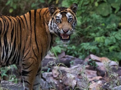 Madhya Pradesh bhopal Wave happiness in Panna Tiger Reserve two tigers gave birth to five cubs total of 58 tigers | मध्य प्रदेश के पन्ना टाइगर रिजर्व में खुशी की लहर, दो बाघिनों ने दिए पांच शावकों को जन्म, कुल 58 बाघ हो गए