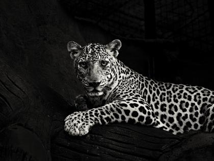 Kuno-Palpur National Park Madhya Pradesh Cheetahs populated again 7 will come from African country Namibia | कूनो-पालपुर नेशनल पार्कः मध्य प्रदेश में फिर आबाद होंगे चीते, अफ्रीकी देश नामीबिया से 7 आएंगे