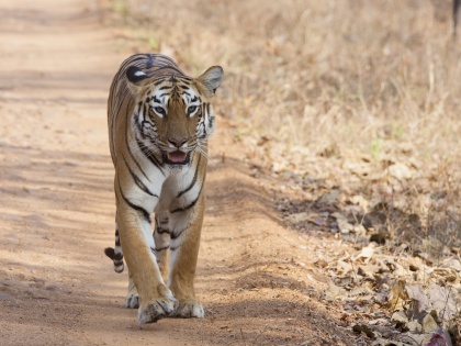 tiger travelled 1300 km in 150 days to reach gyan ganga abhyaran | 150 दिनों में 1300 किलोमीटर की दूरी तय कर बाघ पहुंचा ज्ञानगंगा अभयारण्य