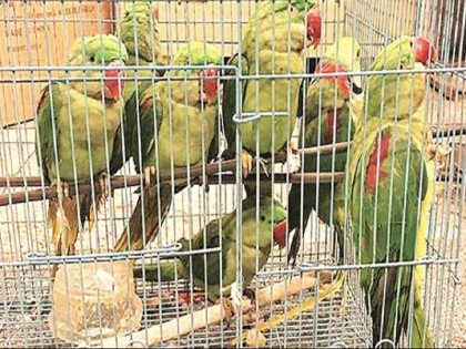 13 parrots were produced Delhi Patiala court, Here's why | 13 तोतों की दिल्ली कोर्ट में हुई पेशी, जानें वजह और कसूर?