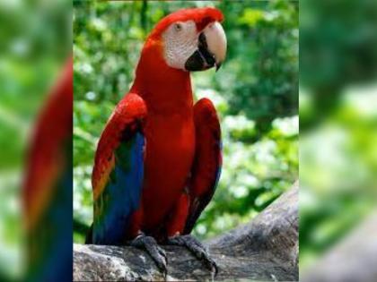 Parrot Calls Mummy Asking For Chai Talks to Her in Hindi Watch Viral Video | लाल रंग के तोते ने मम्मी से मांगी चाय, हिंदी में की बात, वायरल हुआ वीडियो