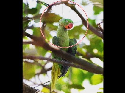 a parrot killed by manja, photo goes viral | तोते की वो मार्मिक तस्वीर, जिसे देखने के बाद शायद आप नहीं करेंगे चाइनीज मांझा इस्तेमाल
