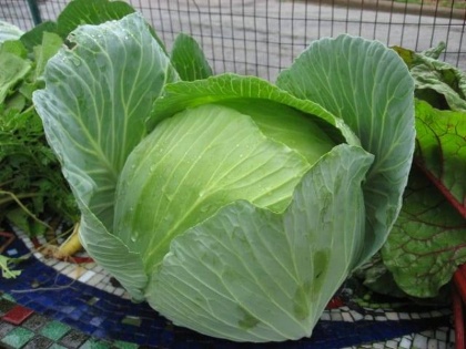 Health benefits of cabbage: 19 reasons you should eat Cabbage, patta gobhi ke fayde, nutrition facts of cabbage in Hindi, patta gobhi nutrition | Health Benefits of Cabbage: कैंसर, अल्सर, सूजन जैसी 10 बीमारियों से बचने के लिए खायें पत्ता गोभी