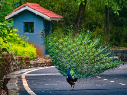 Keep peacock feathers at home happiness will come family will prosper | घर में रखें मोरपंख, आएगी खुशहाली, परिवार होगा संपन्न