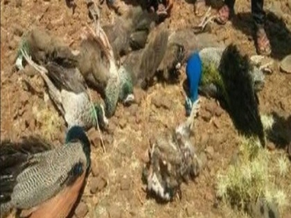23 peacock found dead in Banswara district rajasthan | राजस्थानः बांसवाड़ा जिले में 23 मोर संदिग्ध अवस्था में मृत मिले