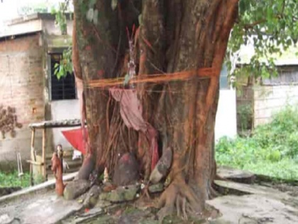 Maharashtra: Men worship peepal tree, seek law against injustice husband face at home | महाराष्ट्र: औरंगाबाद में 'दुखी पतियों' ने की पीपल की पूजा, 108 चक्कर लगाकर मांगी मन्नत- फिर ऐसी पत्नी न मिले