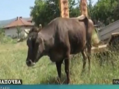 viral news pregnant Bulgarian cow penka become international news after she crossed border | बुल्गारिया की ये गाय बन गई इंटरनेशनल सेलेब्रिटी, वजह जानकर हैरान रह जाएंगे आप