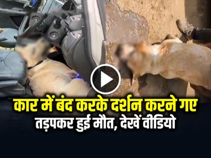 Pet Dog Locked in Car in Mathura Vrindavan Died in Agony The Family Gone for Darshan by locking the dog in the car | VIDEO: बेजुबान को कार में बंद करके दर्शन करने गए, तड़पकर हुई मौत, देखें दिल दहला देने वाला वीडियो Pet Dog Locked in Car in Mathura Vrindavan Died in Agony The Family Gone for Darshan by locking the dog in the car | VIDEO: बेजुबान को कार में बंद करके दर्शन करने गए, तड़पकर हुई मौत, देखें दिल दहला देने वाला वीडियो