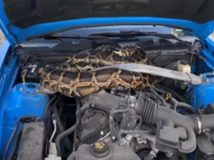 10-foot-tall python was hidden inside the bonnet of the car, removed like this, the video went viral on social media | कार के बोनट के अंदर छिपा था 10 फुट लंबा अजगर, ऐसे निकाला बाहर, वीडियो सोशल मीडिया पर हुआ वायरल