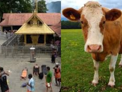 After Sabarimala Remark, Malayalam Director Attacked With Cow Dung | फिल्म डायरेक्टर ने सबरीमाला पर लिखी विवादित कविता, नाराज भक्तों ने फेंका गाय का गोबर