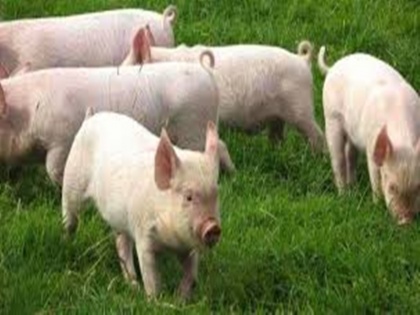 Woman eaten alive by pigs after suffering seizure on Russian farm | OMG! बाड़े में खाना खिलाने गई थी महिला, पालतू सुअरों ने खा लिया जिंदा